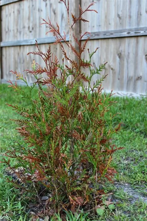 puntas marrones de thuja