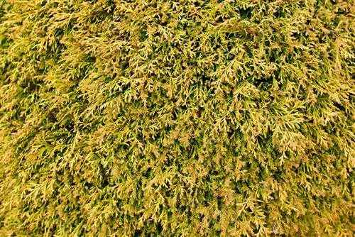 thuja yellow