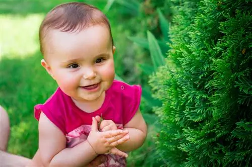 Thuja: Giftig voor mens en dier? Voorzorgsmaatregelen