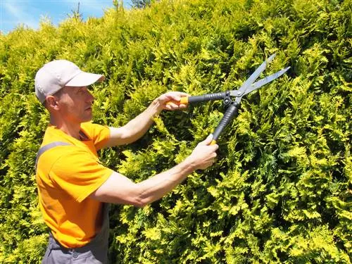 náklady na stříhání živého plotu thuja