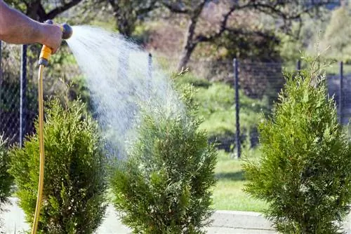 penyiraman thuja