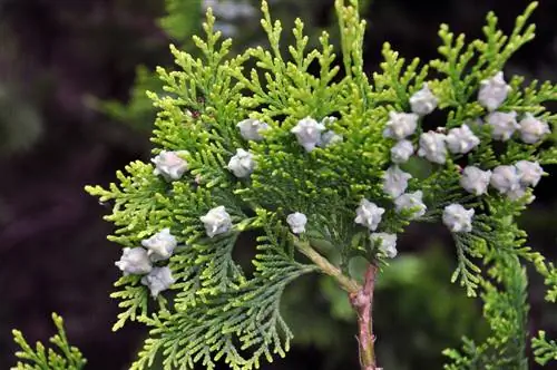 Thuja жемиштерди алып салуу