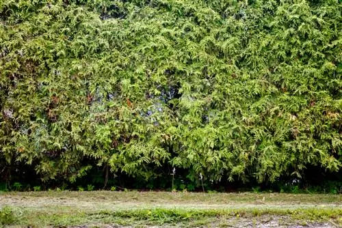 keluarkan akar lindung nilai thuja