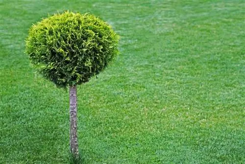 Pemotongan standar Thuja