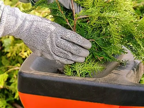 Veilig en effectief: thuja correct hakken