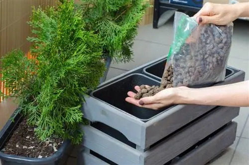 Thuja dalam pot: variasi, perawatan, dan musim dingin yang tepat