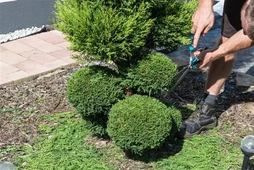 potong thuja mengikut bentuk