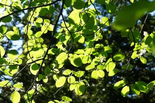 Serviceberry ay hindi namumulaklak: sanhi at solusyon sa problema