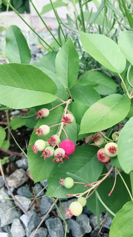 rock pear soil