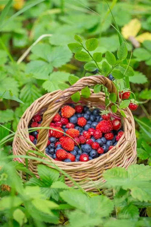 Wild berries in your own garden: This is how to plant them correctly