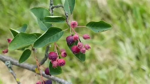 poirier à propagation