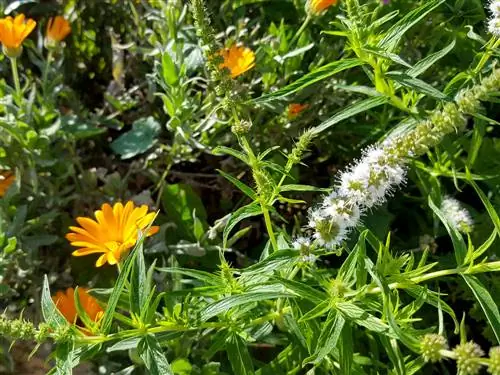 Plantera kullebäddar med blommor