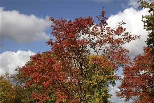 זני Serviceberry: איזה מהם הכי מתאים לגינה שלך?