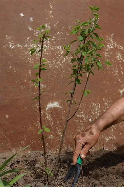 Plantera stenpäron: tips för placering, förökning med mera