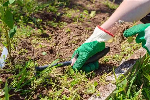 Bestryding van onkruid in die bedding: effektiewe metodes en wenke