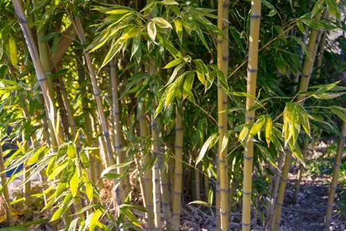 Bambu di taman: Kerugian apa yang perlu dipertimbangkan?