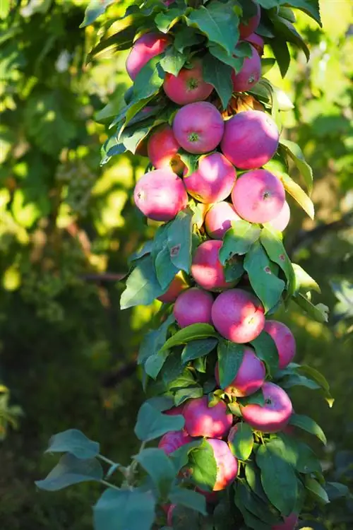 variedades de manzanas columnares