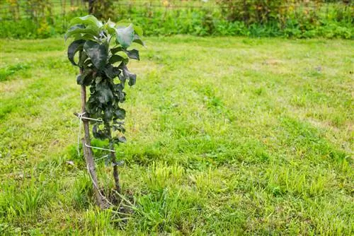 Prendre soin de la pomme en forme de colonne : voici comment obtenir la coupe parfaite