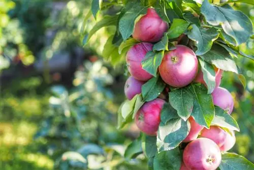 cuidado de la manzana columnar