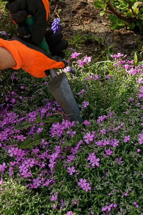 Să scapi de mușchi din patul de flori? Iată cum să o faci eficient