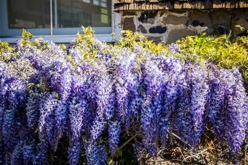 Wisteria: Ideální místo pro bujné květiny