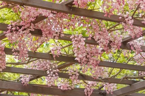 Wisteria Parade: Lenyűgöző fajták ehhez képest