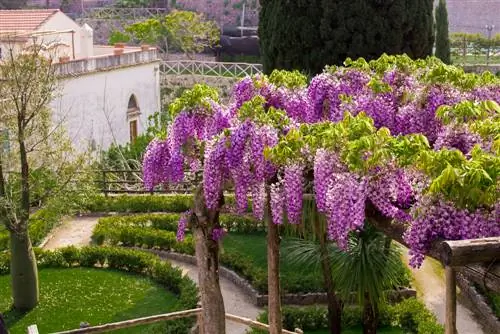 Wisteria väikestele aedadele: varrejuhised ja näpunäited