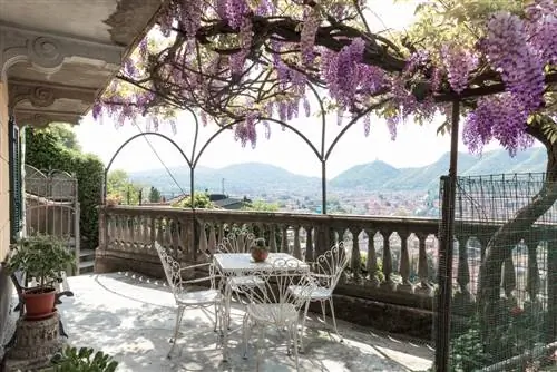 Pagandahin ang terrace: magtanim at alagaan ang wisteria