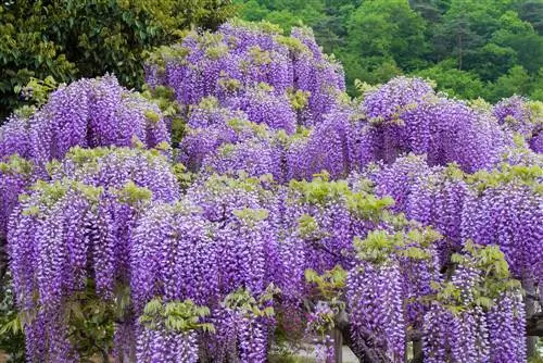 Rafineeritud wisteria: miks on see teie aia jaoks parem?