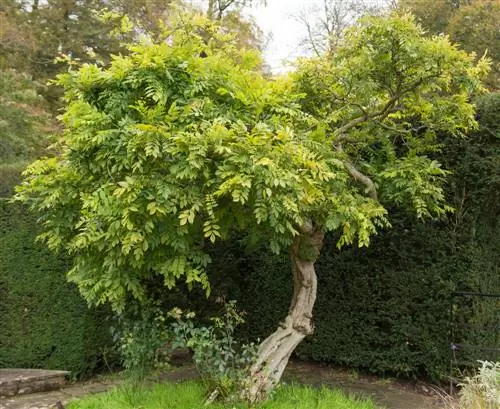 transplante de glicínias