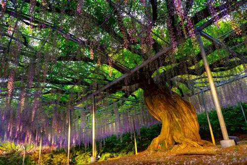 wisteria augimas