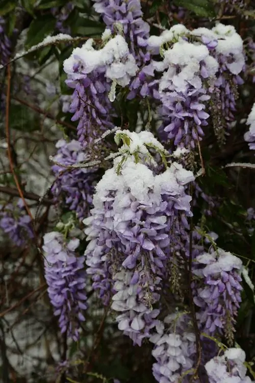 wisteria-álló