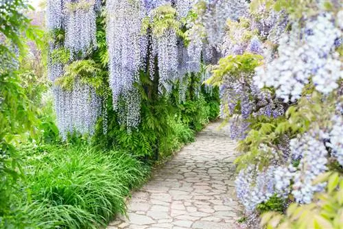 ჩინური wisteria შხამიანი