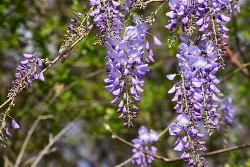 A japán wisteria mérgező a gyerekekre és az állatokra?