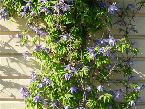 wisteria አማራጭ