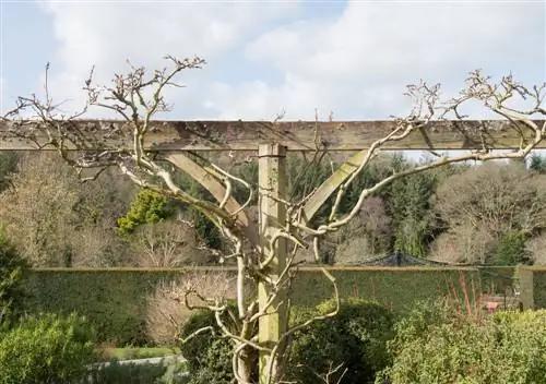 Cutting wisteria on trunk