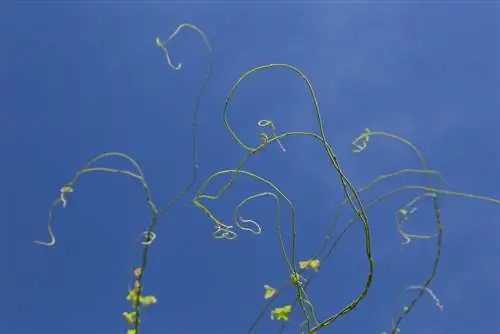 Wisteria budding: Kapan dan bagaimana perkembangannya