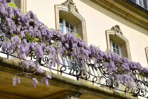 Wisteria on the balcony: How to care for it