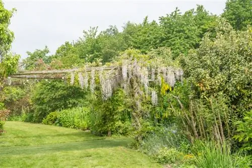 Bemesting van wisteria: wenke vir gesonde groei en blom