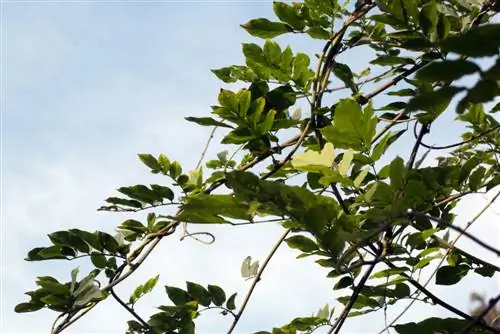 Wisteria kuttet feil: Hvordan redder jeg planten?