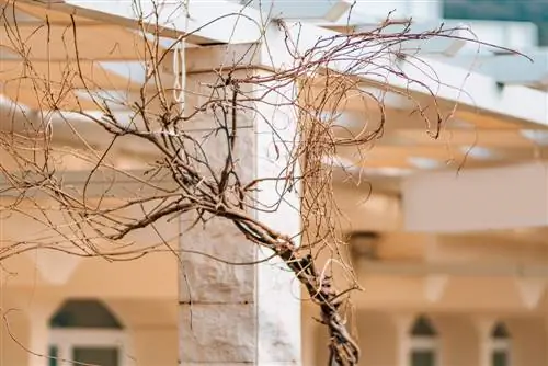 wisteria đông lạnh