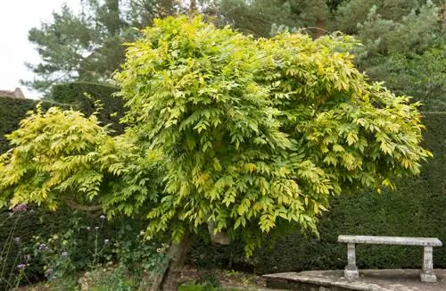 Wisteria-soha-soha-virágzott