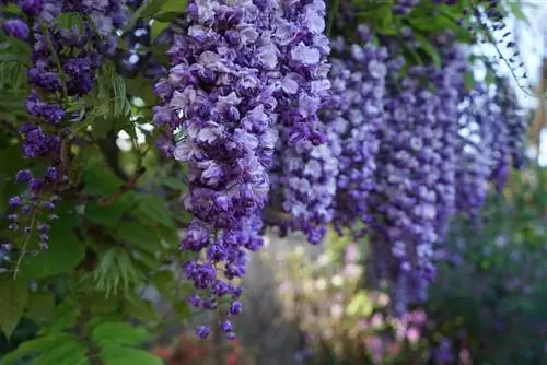 temps de floració de glicines