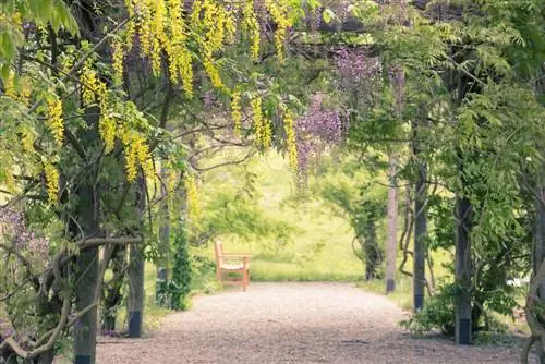 vistáriová pergola