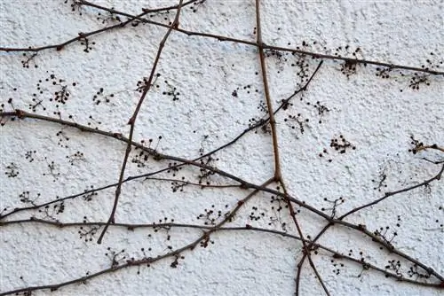 mur de maison en glycine