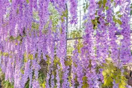 Treliças para glicínias: enormes arcos de rosas, paredes e muito mais