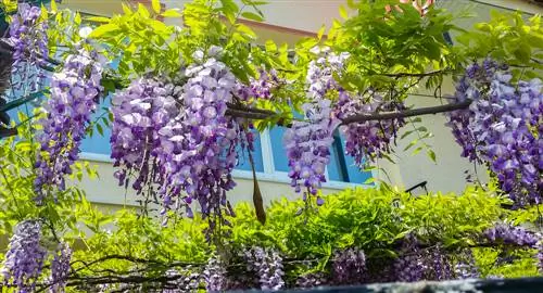 wisteria árnyék