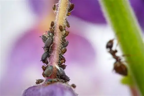 Wisteria: Anong mga sakit ang maaaring mangyari?