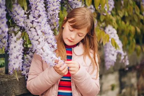 Wisteria zəhərlidir