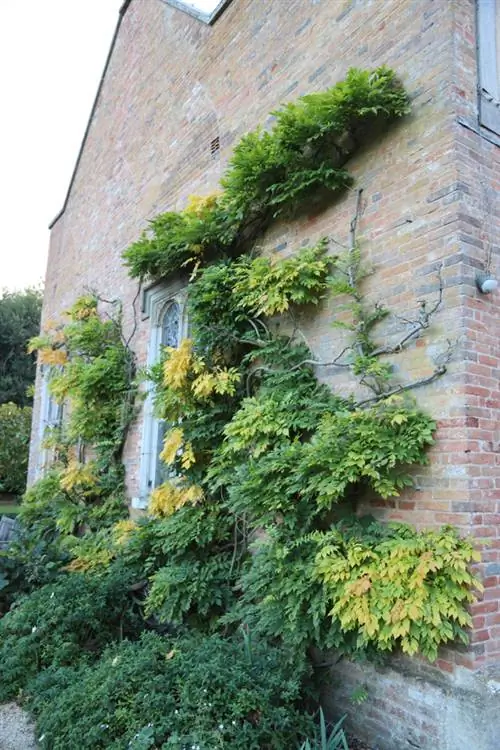 Wisteria-kvete-ne